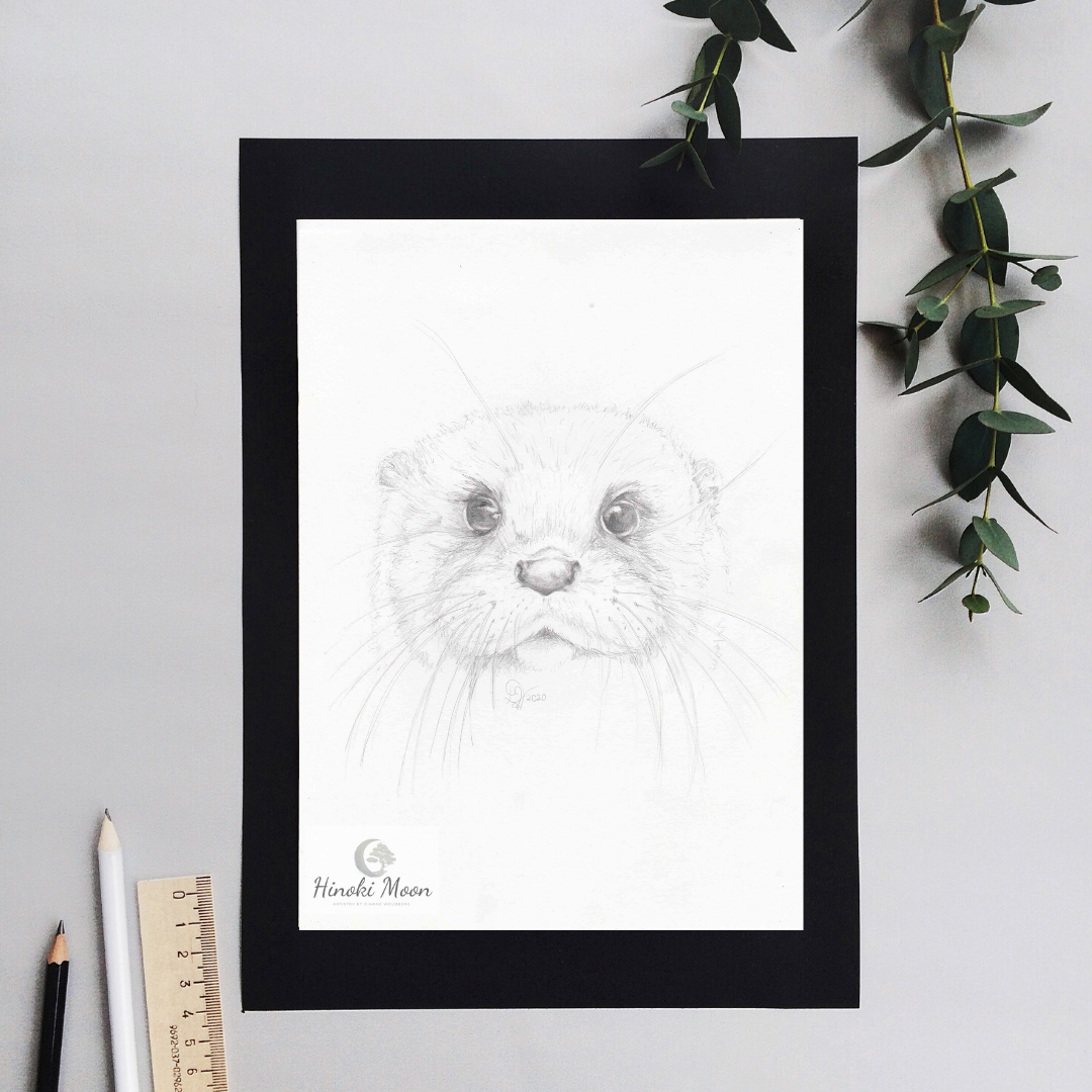 Pencil drawing of an Otter face by Dianne Woudberg